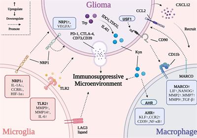 Targeting tumor-associated macrophages for the immunotherapy of glioblastoma: Navigating the clinical and translational landscape